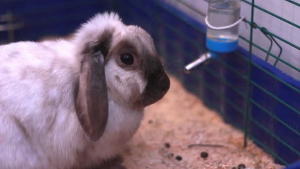 Кролик в клетке — стоковое видео