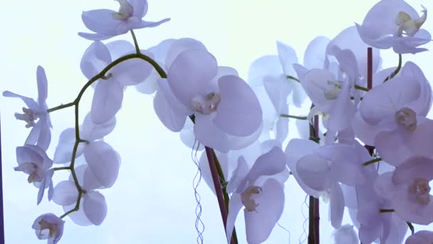 白色兰花绽放 — 图库视频影像
