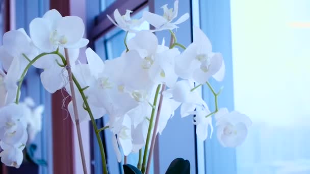 Fioriture bianche del orchid — Video Stock