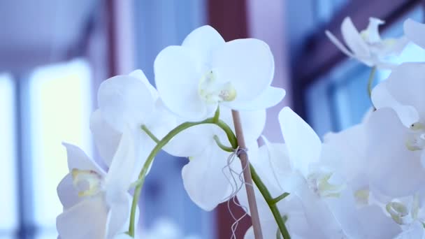 Weiße Orchideenblüten — Stockvideo