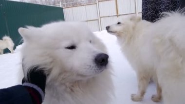 Syberian Samoeds beyaz köpekle oynamayı