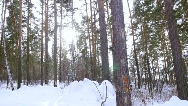 Beautiful winter forest in snow — Stock Video