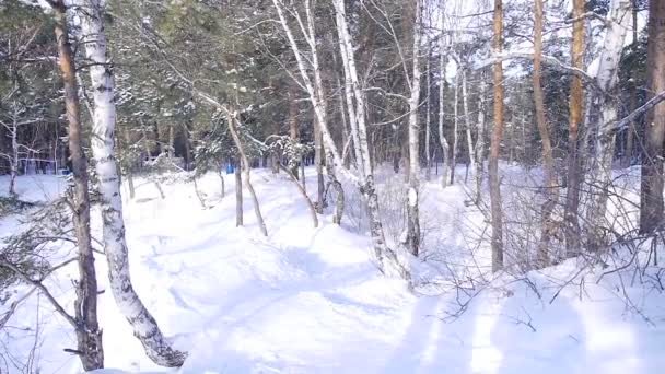 Giovane e bella coppia innamorata passeggiare nei boschi invernali — Video Stock