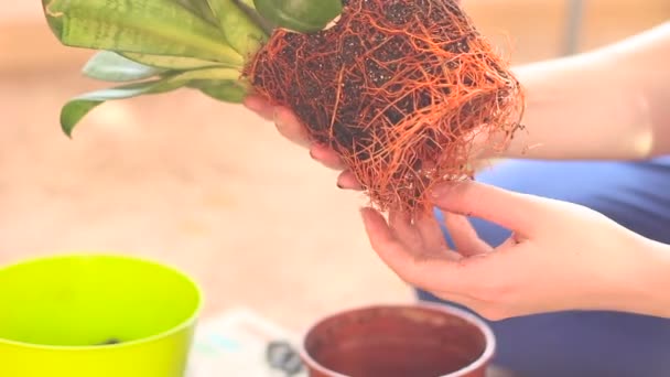 Одна жінка вдома Садівництво Зелена рослина в пластиковому горщику — стокове відео