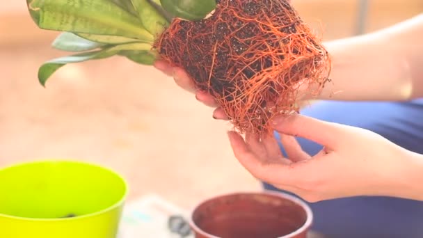 Una casa delle donne Giardinaggio Green Plant in una pentola di plastica — Video Stock