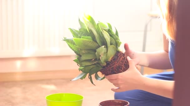 Una casa delle donne Giardinaggio Green Plant in una pentola di plastica — Video Stock