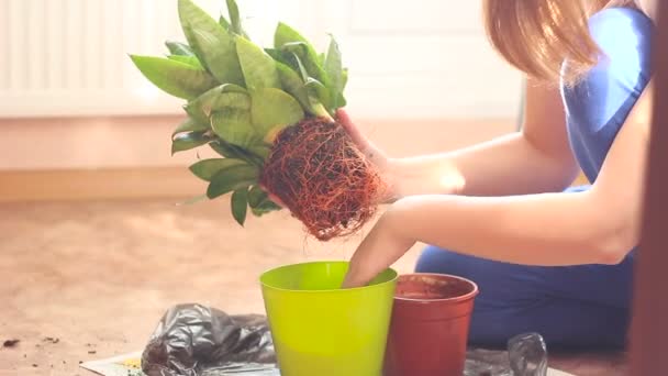 Eine Frau zu Hause gärtnert grüne Pflanze in einem Plastiktopf — Stockvideo