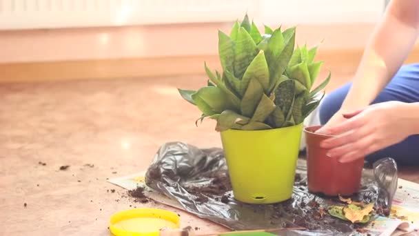Eine Frau zu Hause gärtnert grüne Pflanze in einem Plastiktopf — Stockvideo