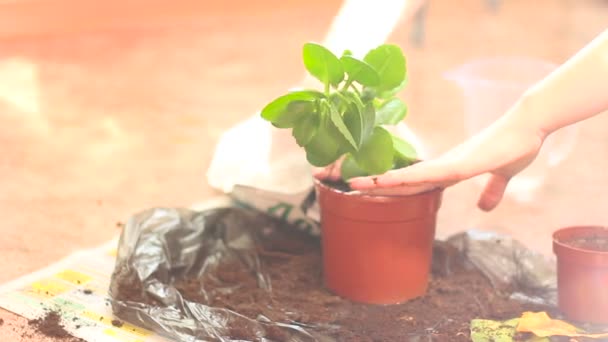 One Women Home Jardinería Planta Verde en una maceta de plástico — Vídeos de Stock