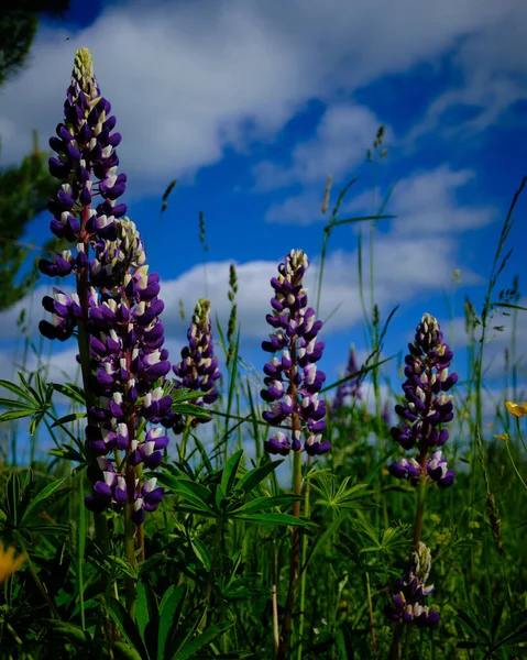 Lupin Květiny Pozadí Modré Oblohy Ráno Vyrazíte Louku Abyste Obdivovali — Stock fotografie