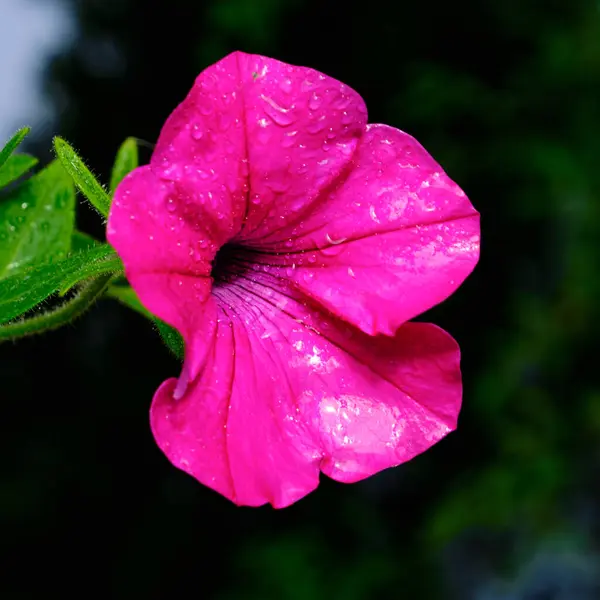 Flor Rosa Petunia Después Lluvia Sobre Fondo Oscuro Borroso Adecuado —  Fotos de Stock