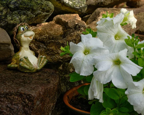 Una Flor Blanca Crece Una Colina Alpina Rana Está Sentada —  Fotos de Stock