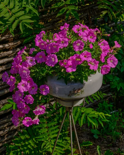 Sobre Fondo Una Valla Madera Hay Florero Vidrio Que Florece —  Fotos de Stock