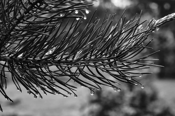 Bir yaz günüydü, aniden hafif bir mantar yağmuru oldu. Yağmur çabucak sona eriyor ama yağmur damlaları hala yaprakların ve iğnelerin üzerinde uzun süre parlıyor. Siyah ve beyaz versiyonu bu havayı iletmek için uygundur..