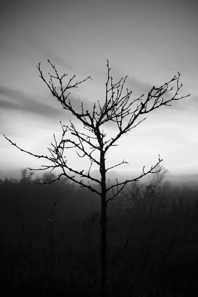 the geometry of nature in the fog. A single dried plant stands on a blurry homogeneous background. The picture evokes sadness and loneliness.