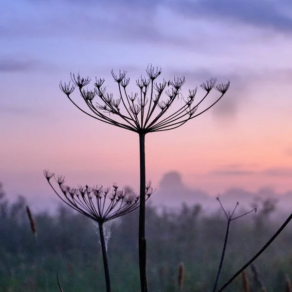 Geometria Natureza Nevoeiro Uma Única Planta Seca Fica Fundo Homogêneo — Fotografia de Stock