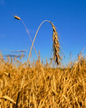 Tarlada yalnız bir çavdar var. Rüzgârla ya da yağmurla kırılmadı, güçlendi ve altın oldu. Yakında toplanacak ve ekmeğe dönüşecek. Bu onun kaderi..