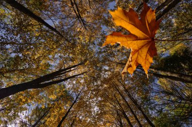 Oyulmuş bir akçaağaç yaprağı açık mavi gökyüzüne karşı altın parıldar. Küçük bir yaprak ve büyük ağaçların kontrastı bir çatışma yaratır. Derinlik ve perspektif çerçevenin derinliklerine giden uzun gövdeler tarafından vurgulanır.