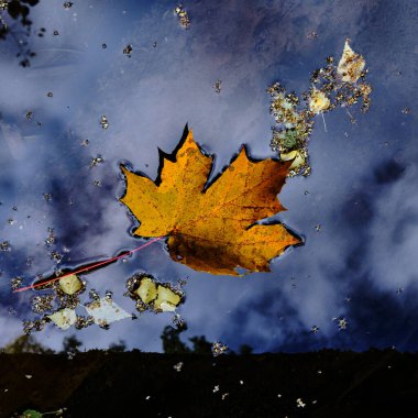 Ağaçtan tek bir yaprak düştü ve mavi bir su birikintisine düştü. Bir su birikintisine bakıyoruz ve gökyüzünün yansımasını görüyoruz. Bir akçaağaç yaprağı soğuk suyun pürüzsüz yüzeyinde yüzer..