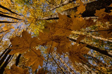 Mavi gökyüzü ve turuncu yapraklar huzur ve rahatlık yaratır. Altın sonbahar tam gaz devam ediyor. Ağaçlar açık mavi gökyüzüne kadar uzanıyor. Şeffaf hava yürümeye çağırıyor..