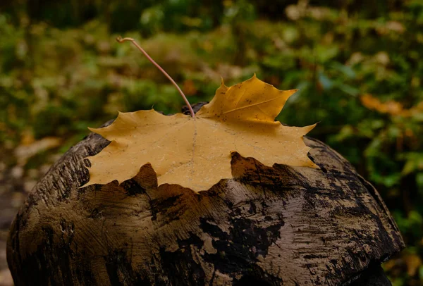 Golden Maple Leaf Flew Away Its Native Tree Been Flying — Stock Photo, Image