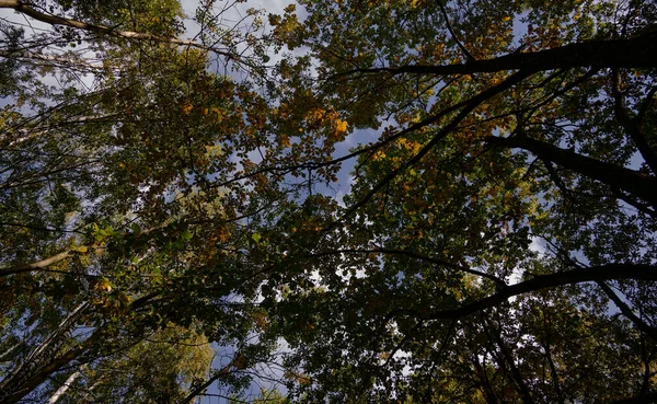 Autumn Park 'ta. Karşıt ağaç gövdeleri ve dalları, altın yaprak ve mavi gökyüzünün arka planına karşı tuhaf bir geometrik desen oluşturur. Duvar kağıdı veya çizimler için uygun.