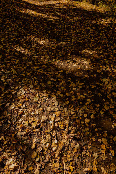 Autumn, fallen leaves on an empty dirt road create a uniform background and only the rays of light add variety. The photo is suitable for texture, design or wallpaper.