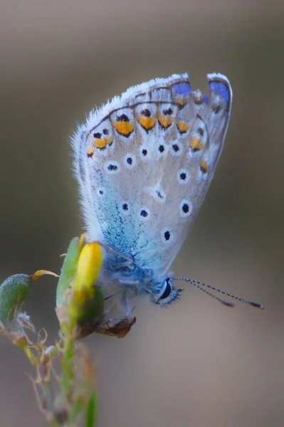 Borboleta Mágica Uma Flor — Fotografia de Stock