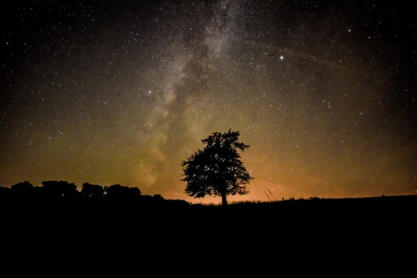 Baum unter Sternen — Stockfoto