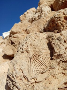 Oval imprint on a stone of an ancient plant, a fossil close-up and blue sky. Texture formed by the corals in limestone