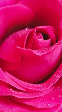 Su damlaları olan güzel pembe bir gül. Pembe arka plan. Hediye konsepti. Telefon duvar kağıdı