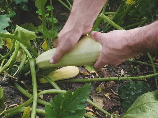 Hands Pick Vegetable Marrow Zucchini Bush Garden Closeup Gardening Concept — Stock Photo, Image