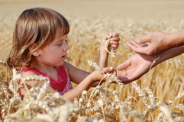 La niña contiene espigas de trigo dorado en una mano —  Fotos de Stock