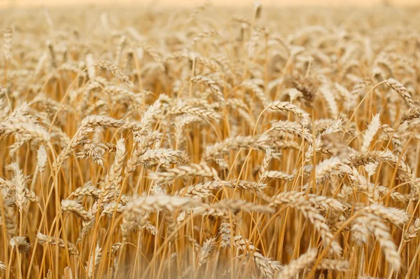 Campo de trigo. Orelhas de trigo dourado perto. — Fotografia de Stock