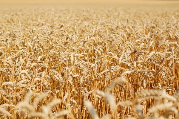 Wheat field. Rich harvest Concept