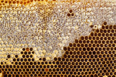 peteğin yapımında bal