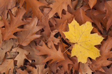 Yerde yatan meşe yaprakları