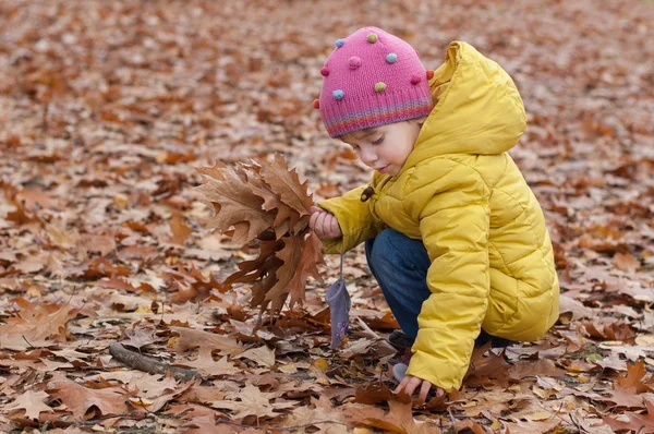 Niña recoge hojas caídas de otoño . —  Fotos de Stock