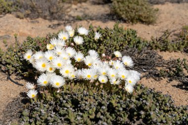 Güney Afrika 'nın Namaqua Sahil Parkı bölgesinde çiçekler