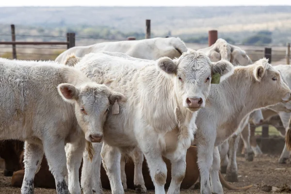 Ganado Vacuno Alimentado Con Granos Corral Corral —  Fotos de Stock