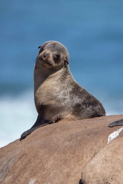 Petit Phoque Fourrure Cap Sur Côte Ouest Afrique Sud — Photo