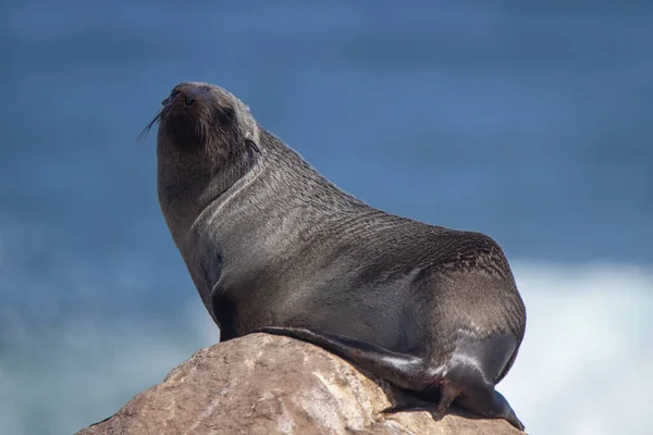 Foca Del Cabo Costa Oeste Sudáfrica — Foto de Stock