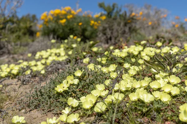 Flores Região Namaqua Coastal Park África Sul — Fotografia de Stock