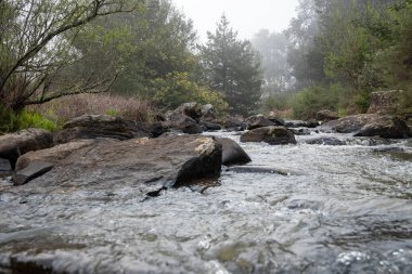 Sisli bir ormanın içinden akan bir nehir. Güney Afrika 'nın Limpopo Eyaleti' nin Magoebaskloof bölgesinde çekildi.