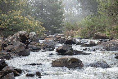Sisli bir ormanın içinden akan bir nehir. Güney Afrika 'nın Limpopo Eyaleti' nin Magoebaskloof bölgesinde çekildi.