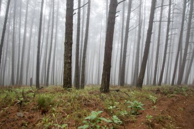 Sisli bir çam ormanı. Güney Afrika 'nın Limpopo Eyaleti' nin Magoebaskloof bölgesinde çekildi.
