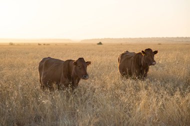 Bonsmara Güney Afrika 'da otlayan sığır yetiştiriyor.