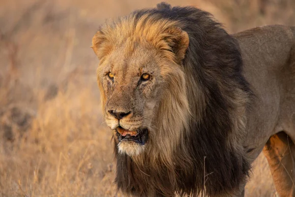 A large male lion with a dark mane hunting for his next meal