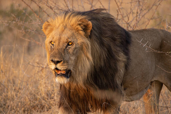A large male lion with a dark mane hunting for his next meal