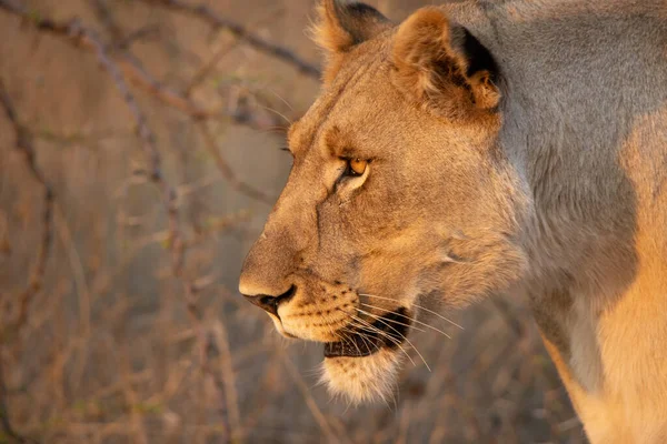 Female Lion Hunting Prey — Stock Photo, Image